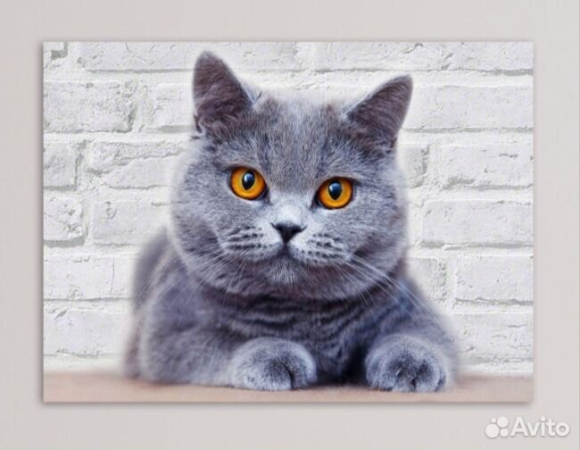 Алмазная мозайка без подрамника Кот