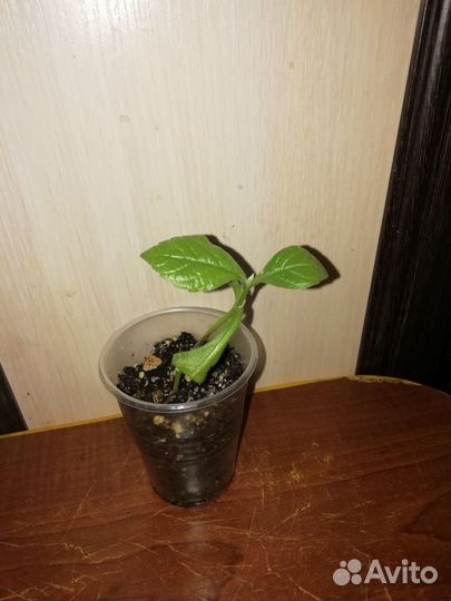 Клеродендрумы