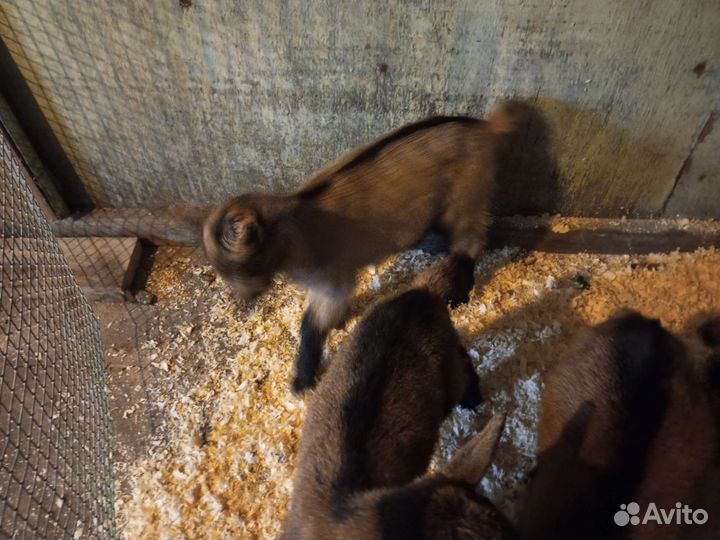 Зааненские козы и Чешские