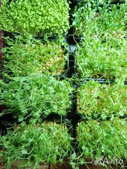 Микрозелень (Горох)