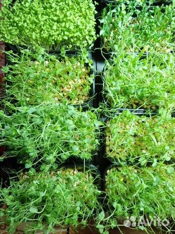 Микрозелень (Горох)