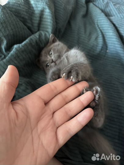 Отдам в добрые руки котенка