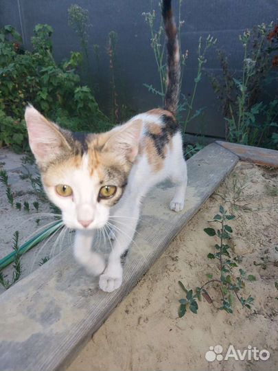 Кошка