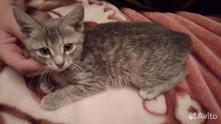 Котята в добрые руки (девочка)