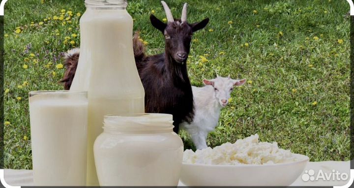 Козы молоко домашное
