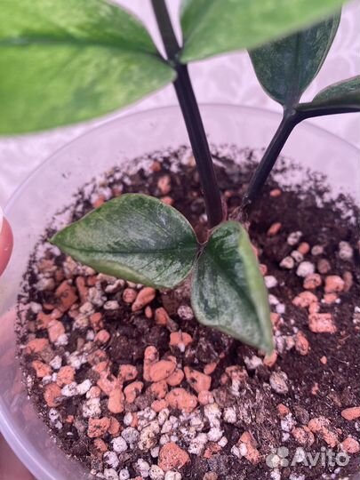 Замиокулькас lucky white