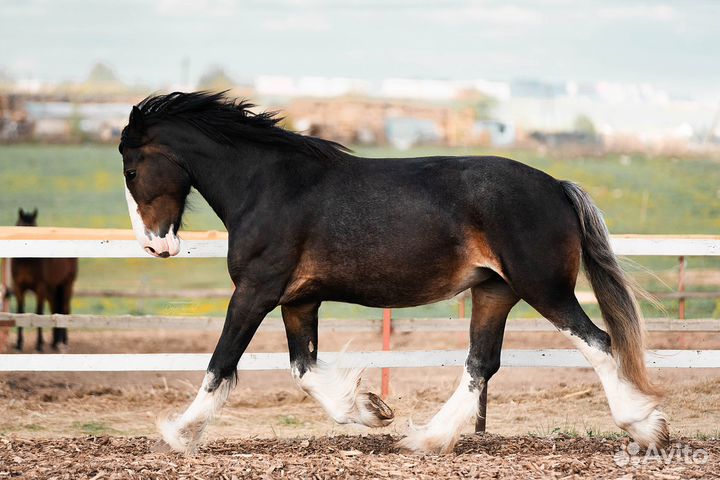 Шайр, Ахалтекинцы, испанцы Андалузы, случка
