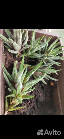 Кактусы и суккуленты