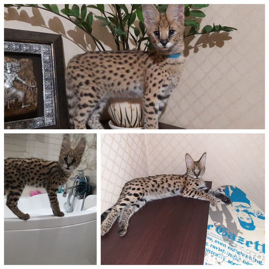 Саванна котята ручные