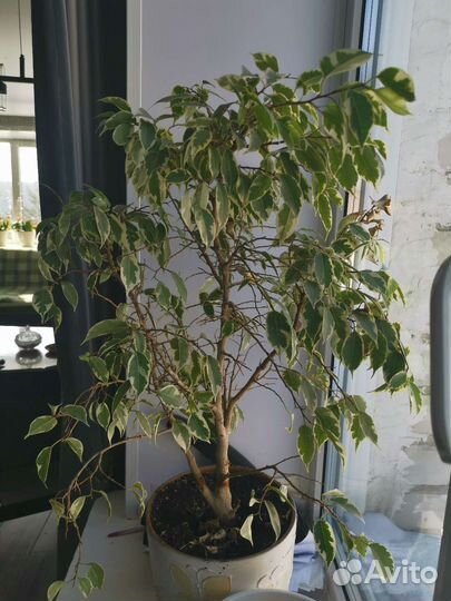 Фикус бенджамина пестролистный