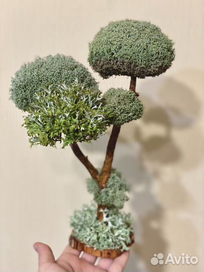 Дерево из цетрарии. Бонсай