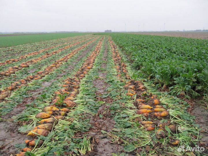 Семена кормовой свеклы