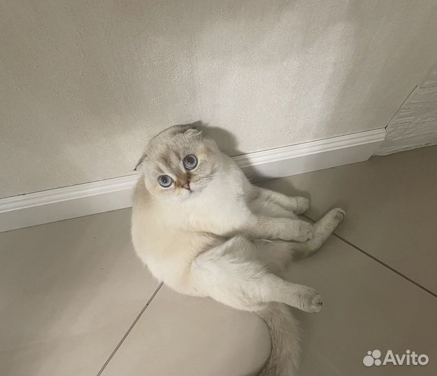 Шотландская