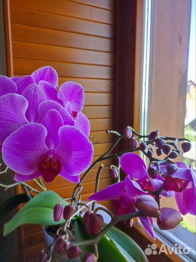 Дендробиум фаленопсис