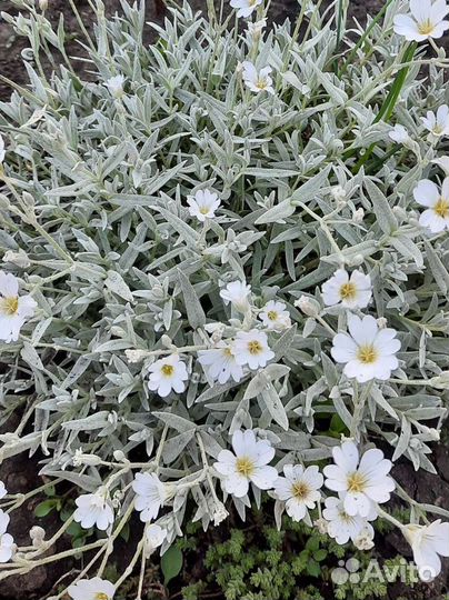 Почвопокровные растения