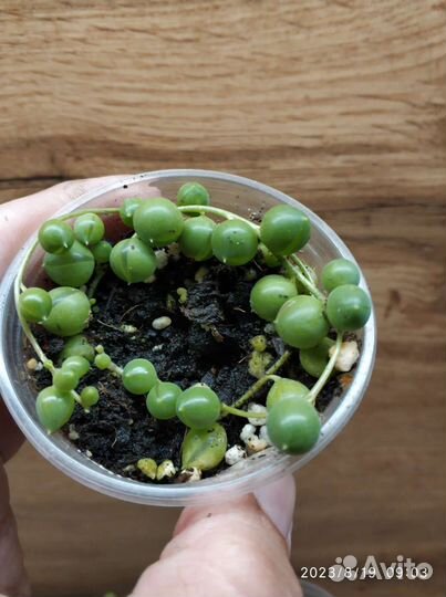 Крестовник Роули и крупноязычковый