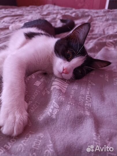 Котёнок в добрые руки