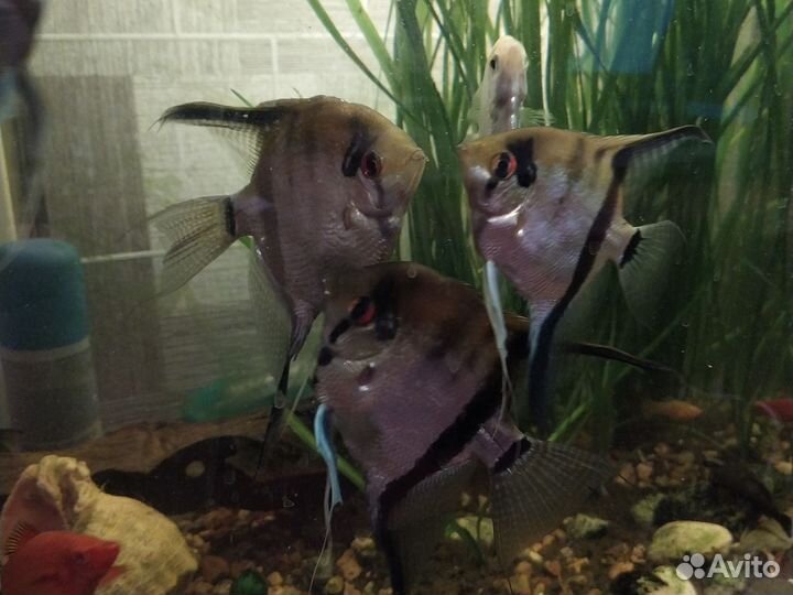 Рыбки скалярии