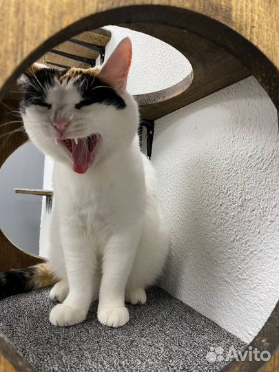 Зоотель,отель для кошек,услуги передержки кошек