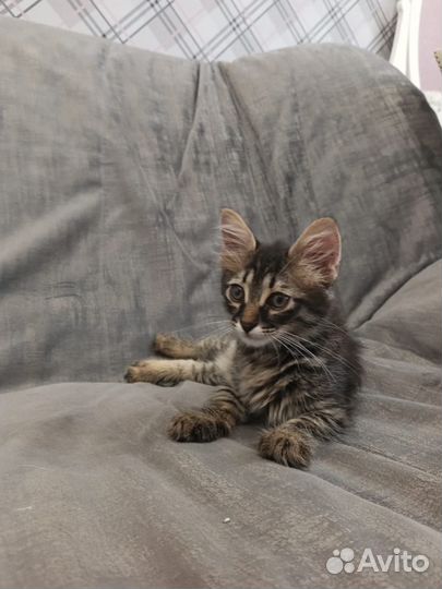 Подобрыш, мальчик 2 мес