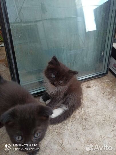 Отдам очаровательных котят в самые добрые руки