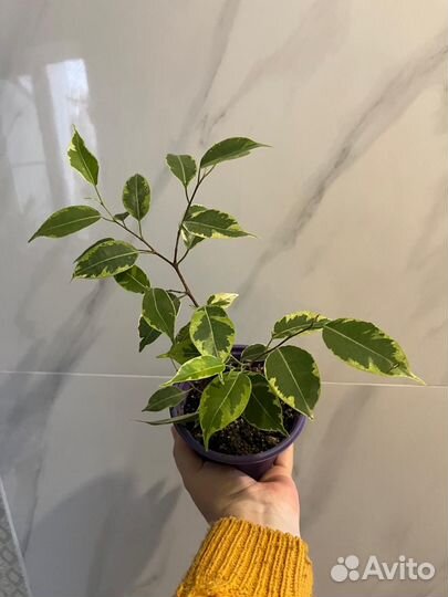 Комнатные цветы