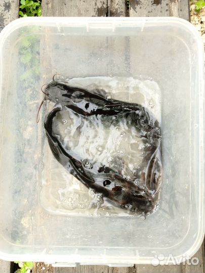 Сом африканский на зарыбление водоёма