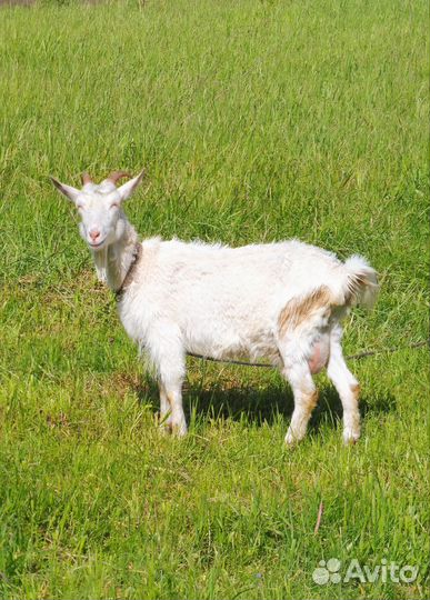 Коза дойная