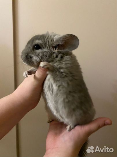 Шиншилла