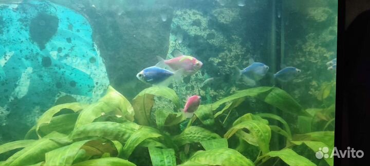 Аквариум с рыбками