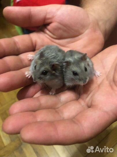 Милые, ручные хомяки бесплатно