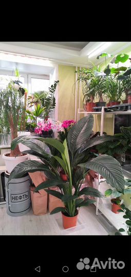Комнатные растения цветы озеленение