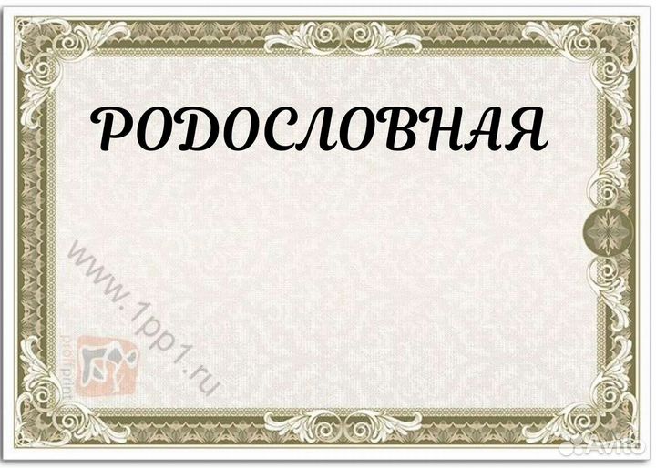 Родословная на кошек