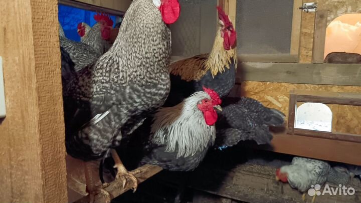 Петухи мясо-яйценосных пород