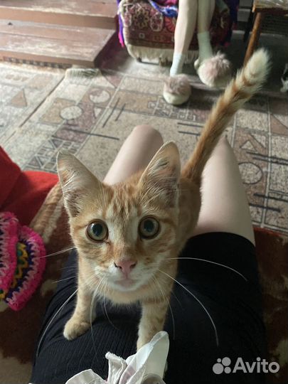 Отдам котенка