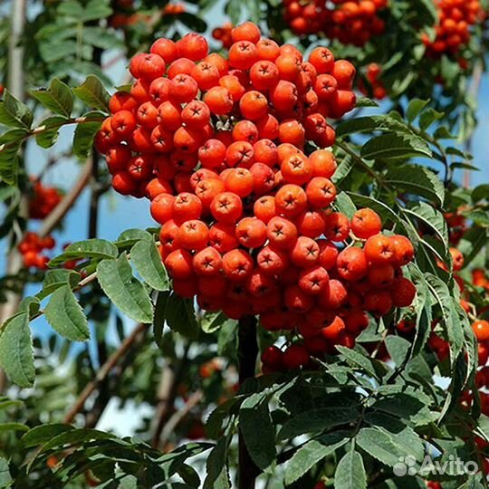 Саженцы Рябина Невеженская