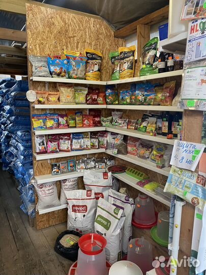 Домашние животные