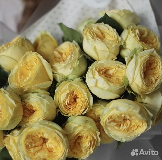 Саженцы Спрей Розы Каталина