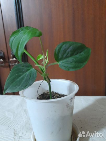 Филодендрон сканденс миканс