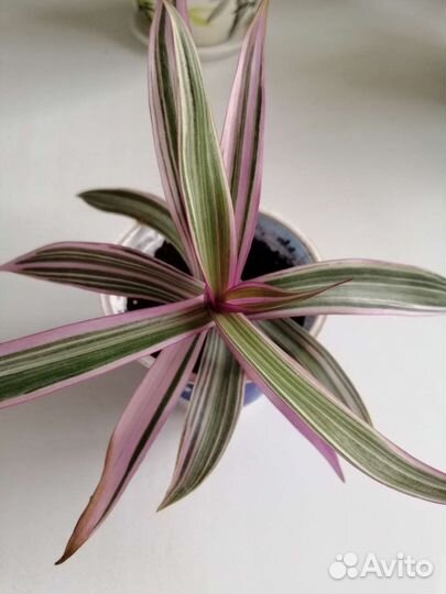 Традесканция рэо