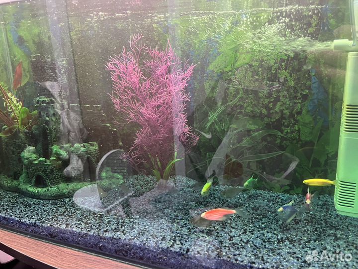 Аквариум с рыбками
