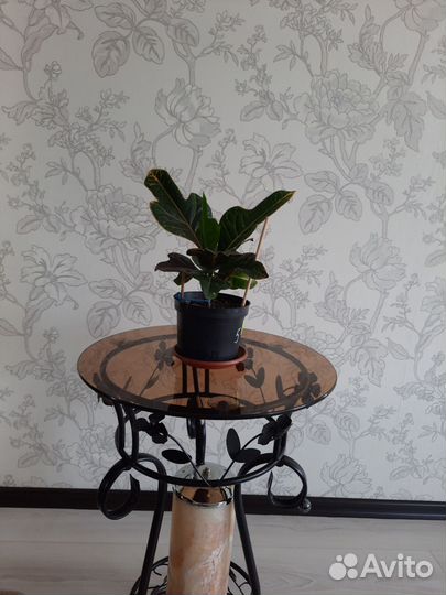 Кодиеум кротон