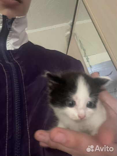 Котята