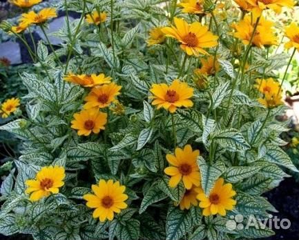 Семена многолетних цветов и кустарников