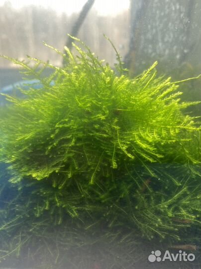 Аквариумные креветки, мох, сом