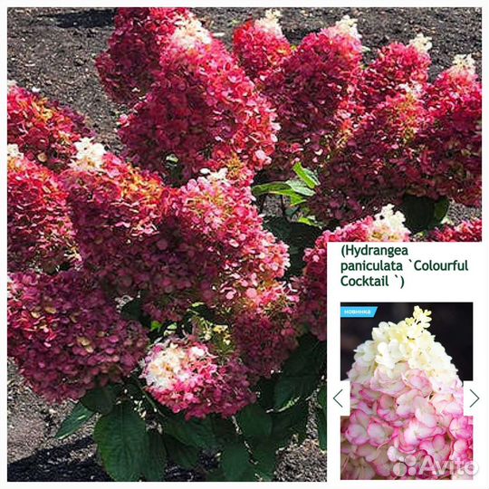 Гортензия 2хлетки