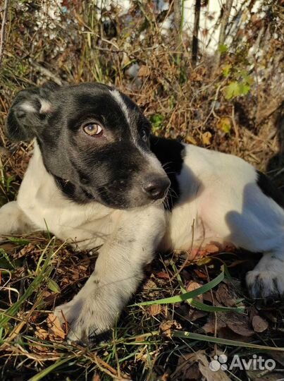 Щенок девочка очень красивая в заботливые руки