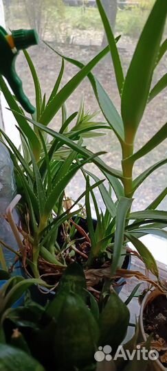 Алоэ столетник