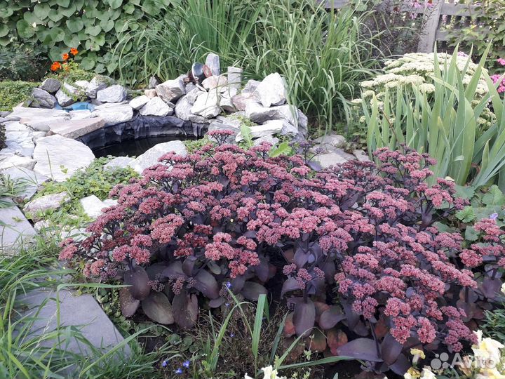 Седум Пурпурный император и спирея Литл Принцесс