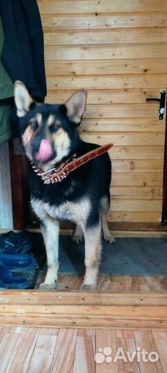 Собака овчарка